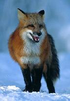 Northern Red Fox Urine nsrfu